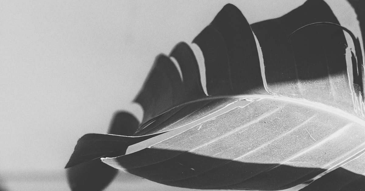 DIY Techniques for Keeping Your Garden and Outdoor Space Tidy