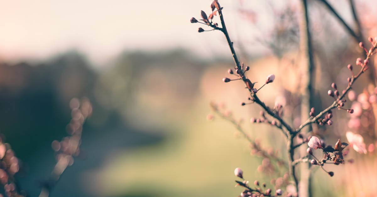 Green Landscaping Ideas for Your Outdoor Renovations